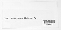 Geoglossum glabrum image